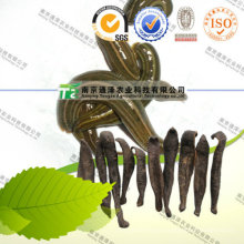 High Quality Herb Medicine Dried Leech